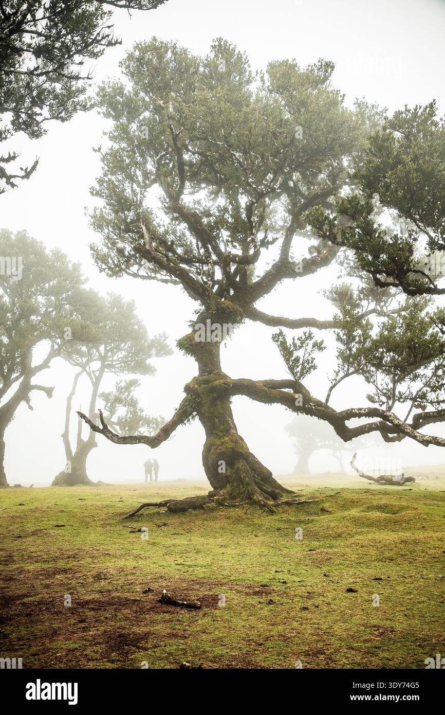 Maestosi alberi antichi si ergono alti nella Foresta di alloro Fanal in una giornata nebbiosa piena di mistero e bellezza a Madeira Foto Stock
