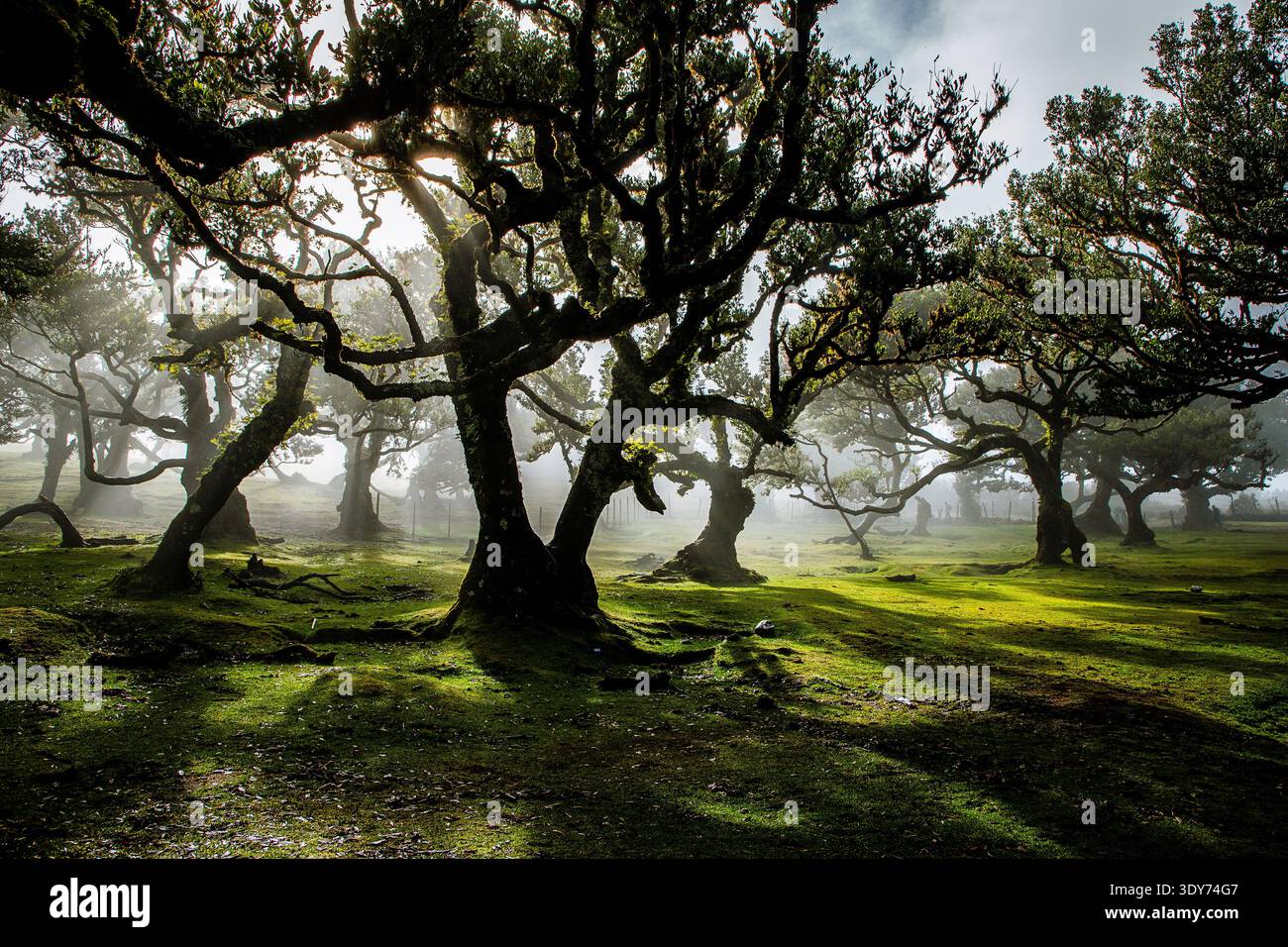 Esplora la bellezza degli alberi secolari nella Foresta di alloro Fanal con la nebbia a Madeira circondata dalla natura Foto Stock