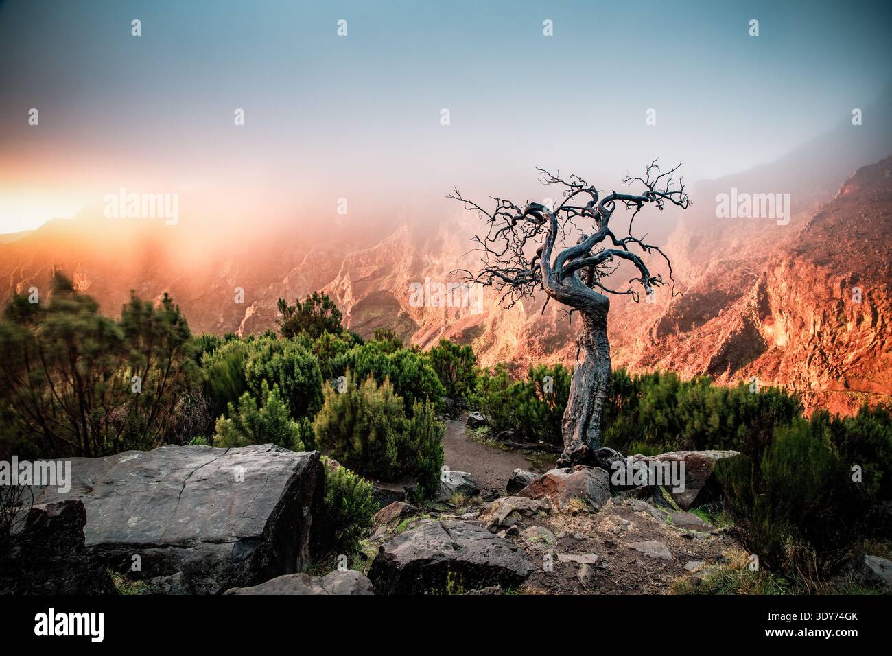 Esplorando le alte montagne di Madeira con una struttura alberata unica e la nebbia durante il tramonto Foto Stock