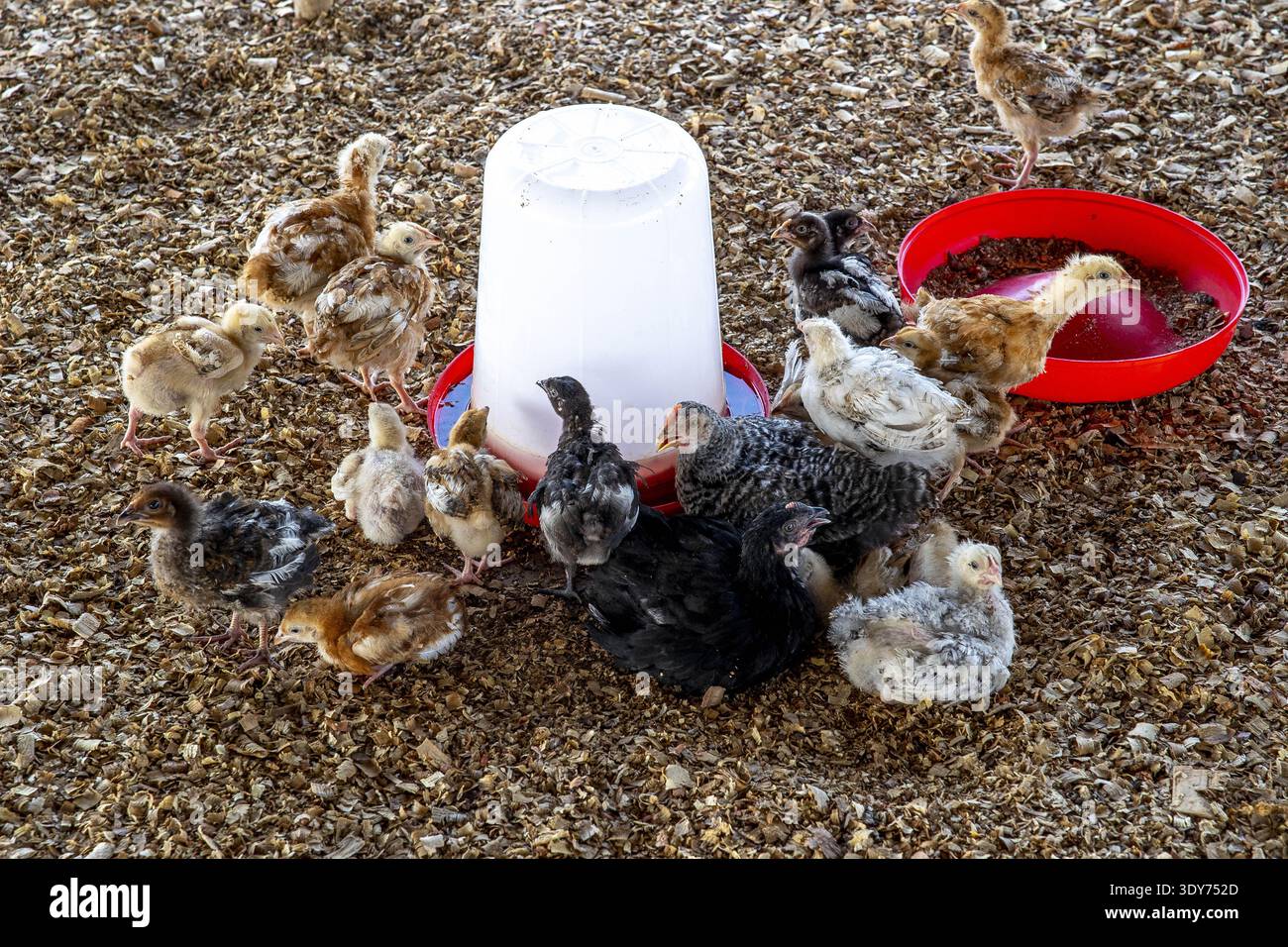 I polli si raccolgono intorno ai mangiatori in una cooperativa di pollo in una fattoria a Djidje, nel Benin durante il giorno Foto Stock