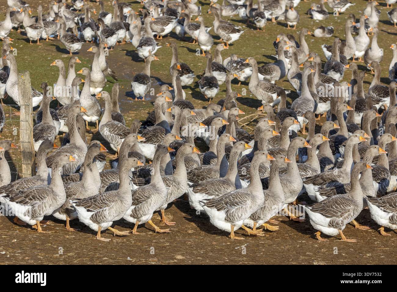 Le oche si radunano in gran numero in un allevamento in Francia durante la stagione primaverile, concentrandosi sull'allevamento degli uccelli Foto Stock