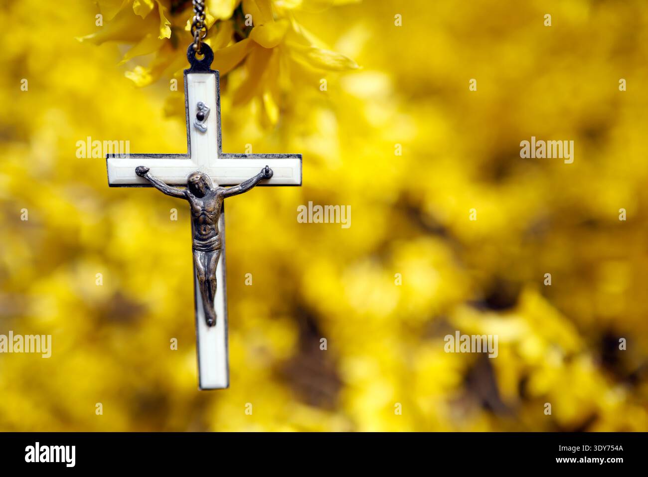 La scopa fiorisce in primavera con un crocifisso appeso di fronte a vivaci fiori gialli in Francia Foto Stock