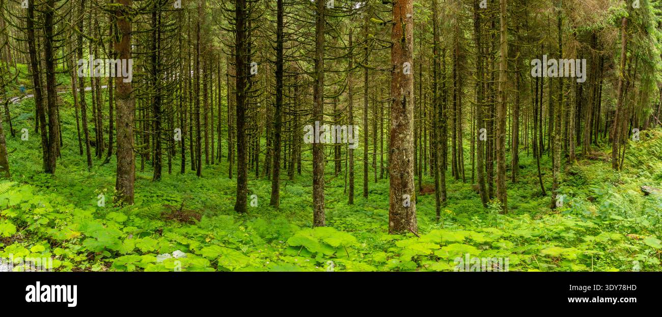 Immergiti nel lussureggiante bosco vicino alle cascate in estate, nelle aree del parco nazionale austriaco con alberi e piante verdi Foto Stock