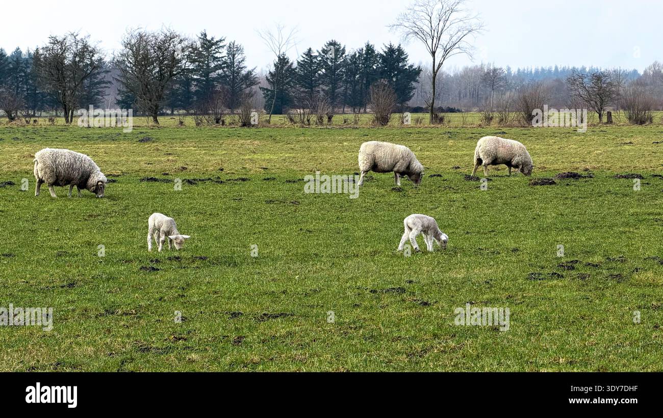 Gruppo di pecore che pascolano su pascoli verdi lussureggianti con due agnelli in primo piano, circondati da alberi e campi aperti sotto un cielo nuvoloso Foto Stock