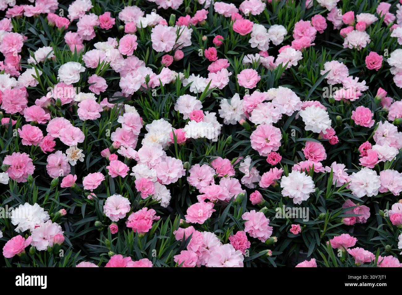 dianthus gratianopolitanus, varietà rosa cheddar, norfolk, inghilterra Foto Stock