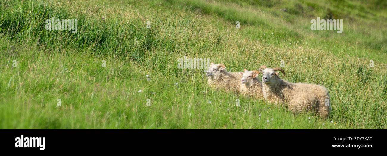 Pecore islandesi dalle lunghe corna che pascolano in montagna, banner panoramico islandese Foto Stock