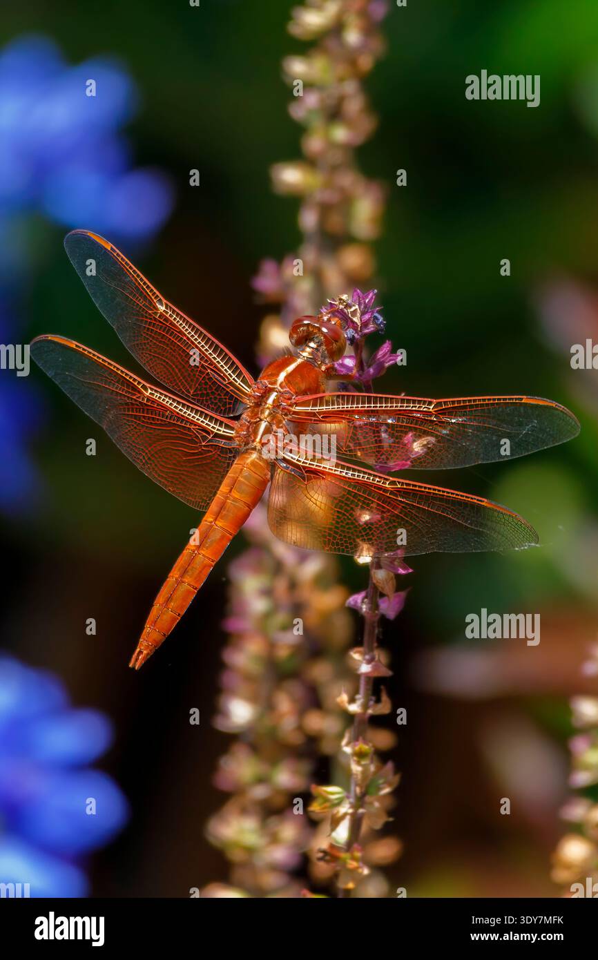 Libellula rossa Foto Stock