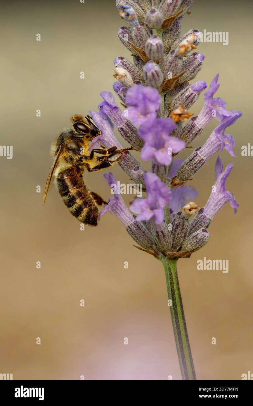 Ape su piante di lavanda Foto Stock