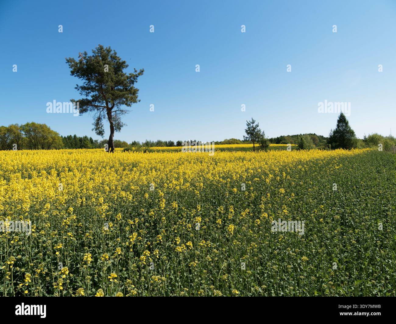 Paesaggio primaverile con un cielo blu di colza Foto Stock