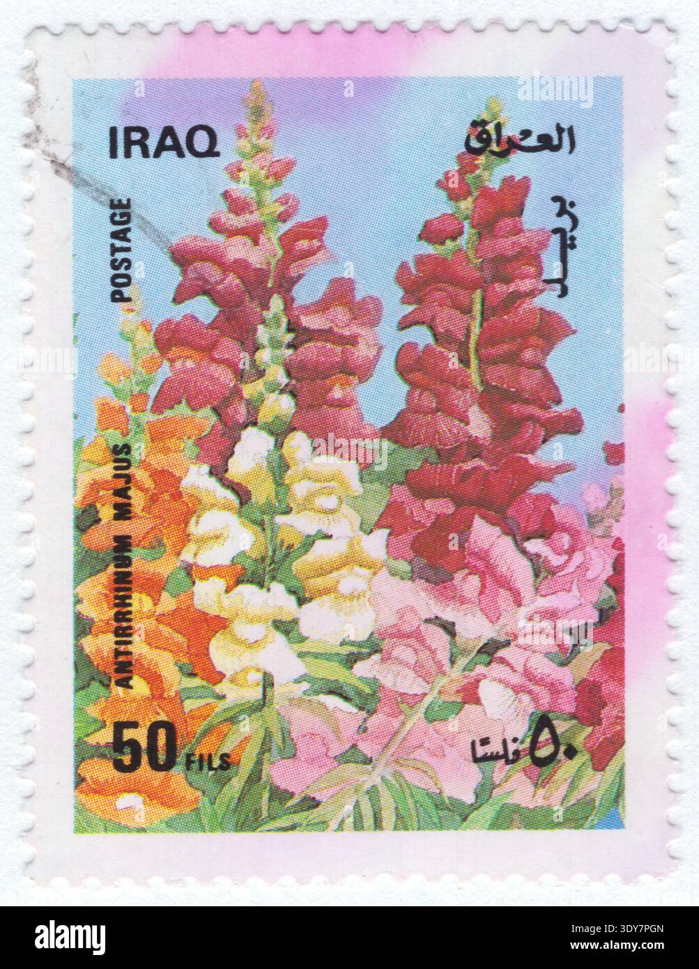 IRAQ - 1989 novembre 20: 50 fils francobollo multicolore raffigurante l'Antirrhinum majus, il comune Snapdragon, è un erbaceo perenne spesso coltivato annualmente. Originaria del Mediterraneo, è caratterizzata da alte punte di fiori simmetrici bilateralmente che "scattano" quando vengono premuti. I fiori sono disponibili in vari colori, tra cui rosso, rosa, giallo e bianco, e sono impollinati principalmente da bumblebees. Le cultivar variano da nane a varietà alte, fino a 1 metro di altezza Foto Stock
