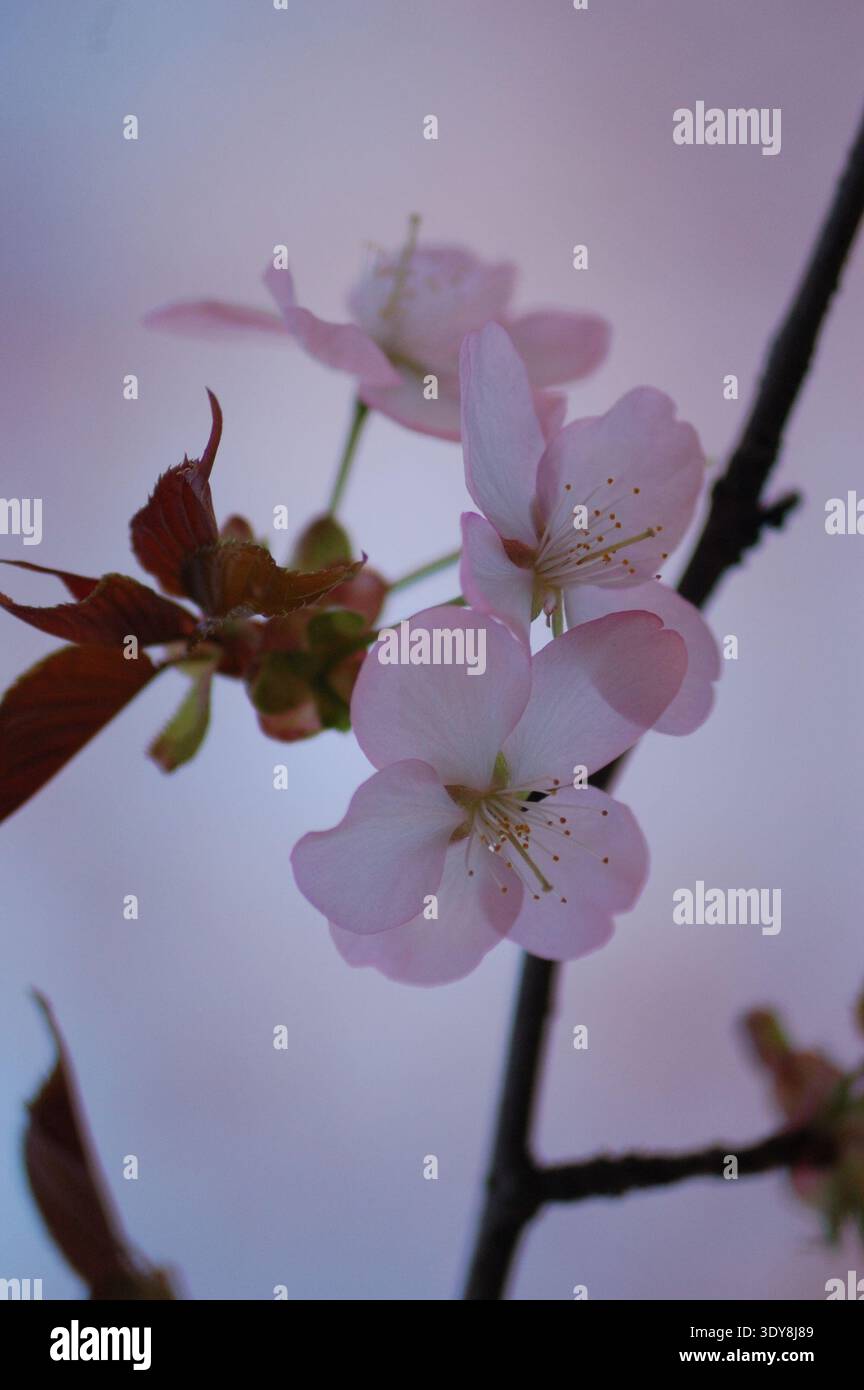 Fiori di Sakura (ciliegio) (cerasus sargentii) nel Sakura Grove, Biryulevsky Arboretum, aprile 2025, Russia Foto Stock