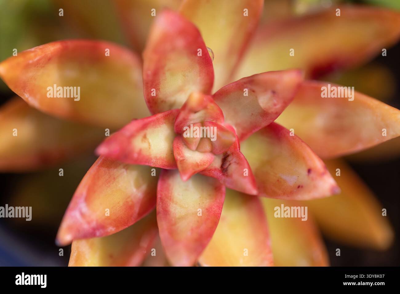 Sedum nussbaumerianum succulento macro pianta primo piano con foglie rosse e gialle Foto Stock