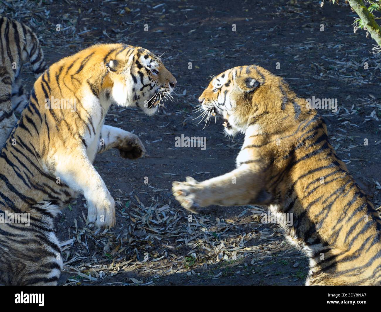 Due tigri (Panthera tigris) combattendo o giocando, vista laterale. Intensa interazione tra tigri nel comportamento naturale, evidenziando istinti predatori Foto Stock