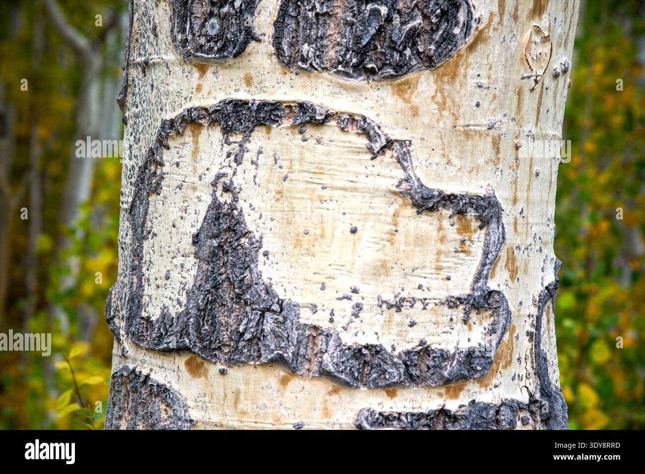 "La forma della testa di cane si forma sulla corteccia di un albero di pioppo. Foresta nazionale di Uncompahgre. Colorado. Foto Stock