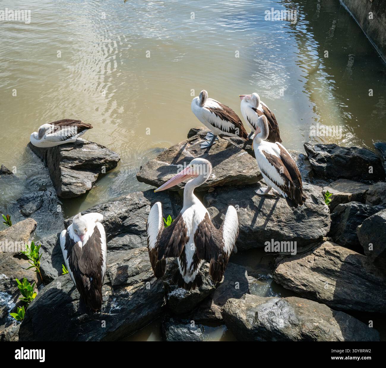 I pellicani australiani (Pelecanus conspicillatus) che riposano su rocce costiere vicino a distese di fango sul bordo dell'acqua. Foto Stock