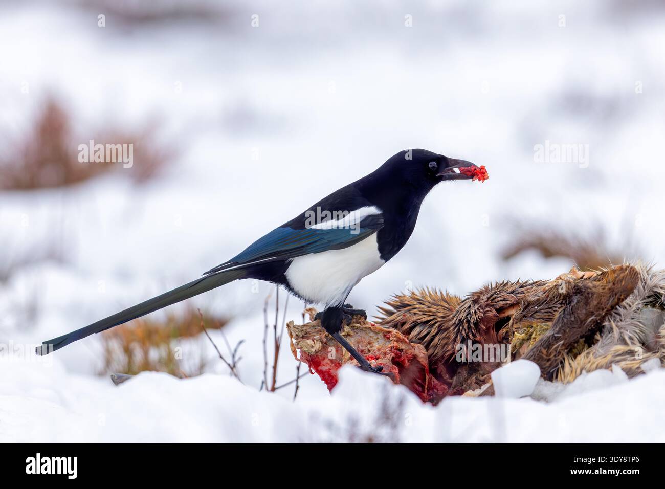 Scavenging Eurasian Magpie / Common Magpie (Pica pica) nutrendosi di caprioli carovana / carcassa nella neve in inverno Foto Stock