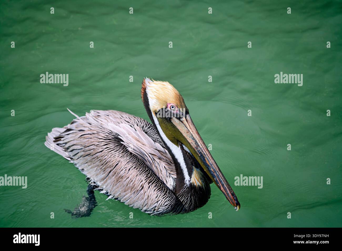 Uccello Brown Pelican adulto, popolare uccello acquatico che si trova in stati tropicali come la Florida Foto Stock