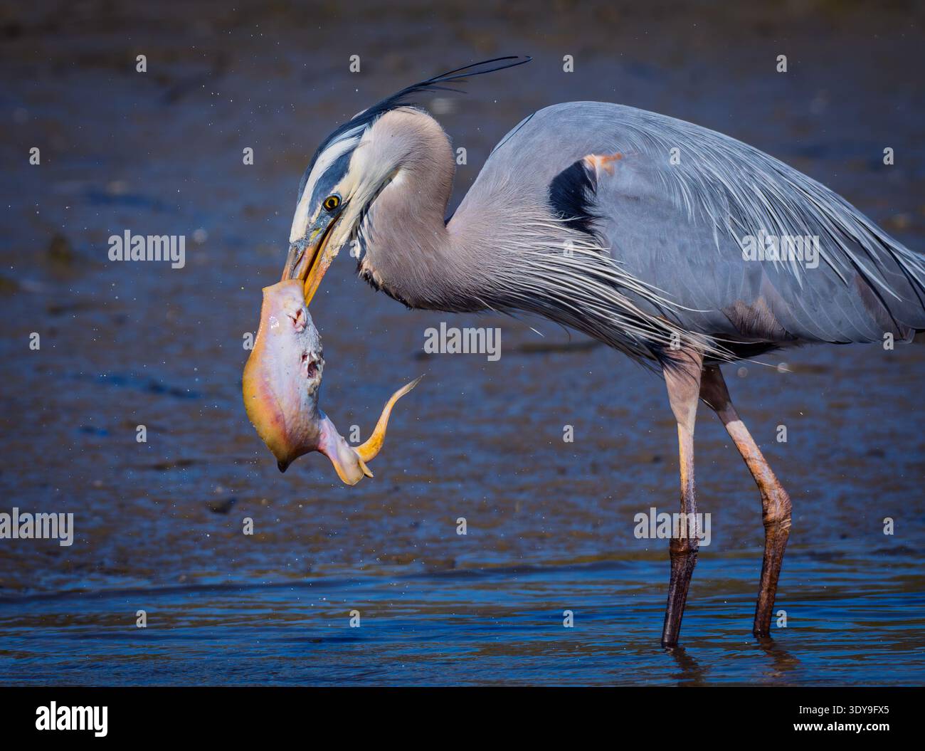 Grande Heron blu che cattura e tiene in mano calamari in acque poco profonde, un'incredibile alimentazione della fauna selvatica Foto Stock