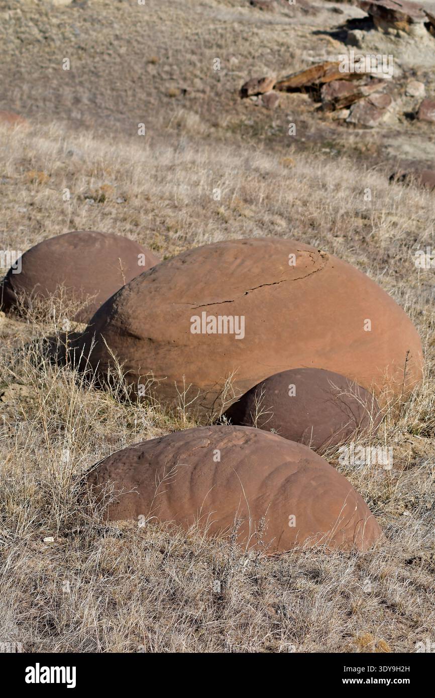 I massi seppelliti un po' nel terreno, sembrano uova di una specie di mostro animale. Massi rotondi multicolori sono in erba selvatica. Foto Stock