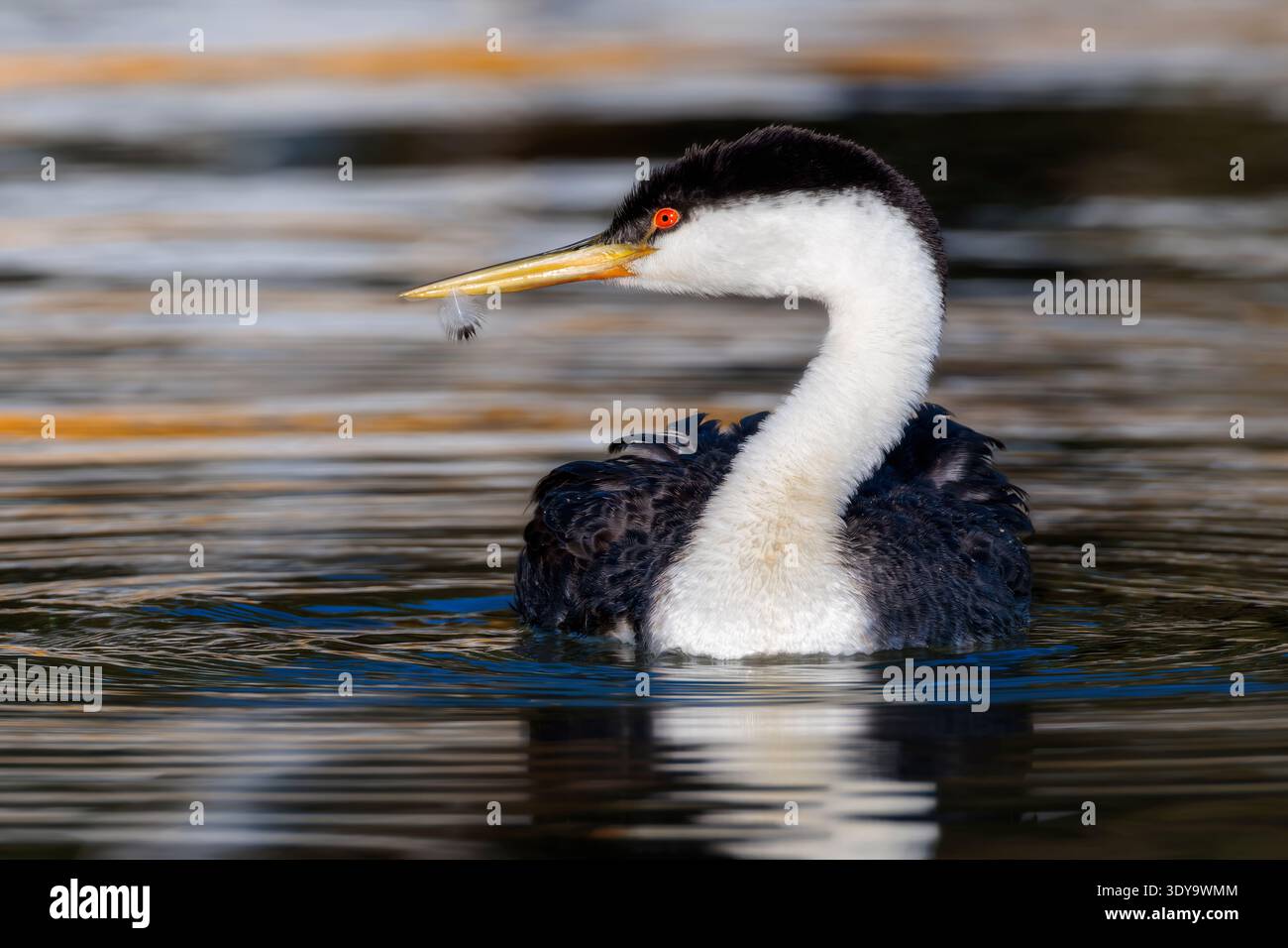 Un grebe occidentale ha un grande e snello uccello acquatico con un collo molto lungo, una testa grande che può mostrare un picco, e un becco lungo, sottile e appuntito. Foto Stock