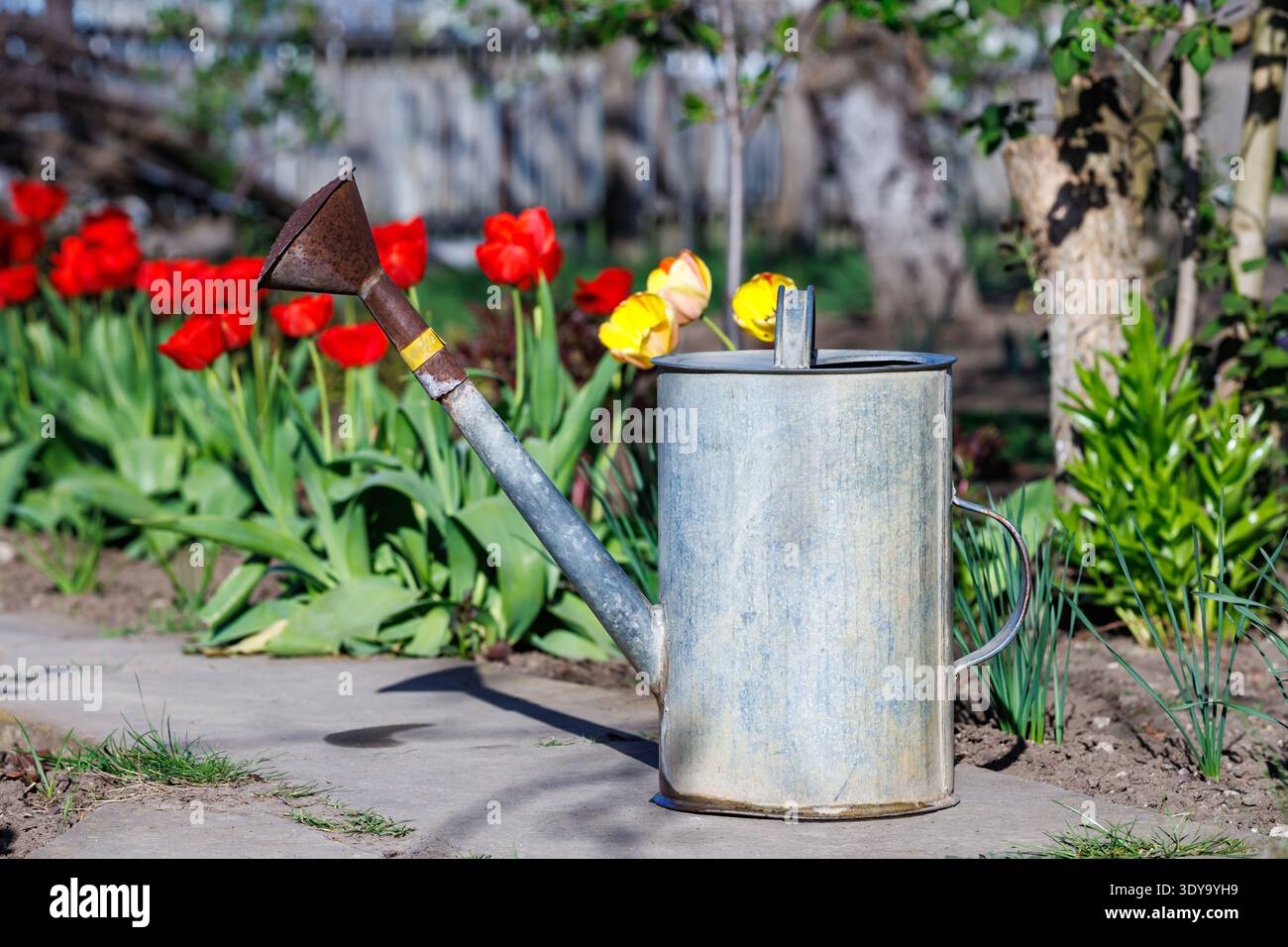 Annaffiatoio metallico in giardino di tulipani nelle giornate di primavera. Annaffiatoio in metallo d'epoca collocato sul sentiero del giardino circondato da tulipani rossi in fiore. Foto Stock