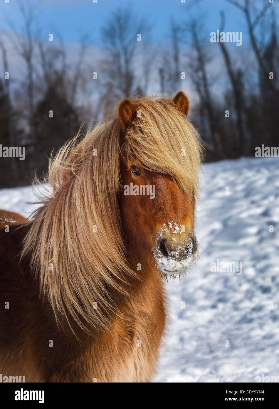 Cavallo islandese con un denso cappotto invernale e una lunga criniera bionda in piedi in un campo innevato Foto Stock