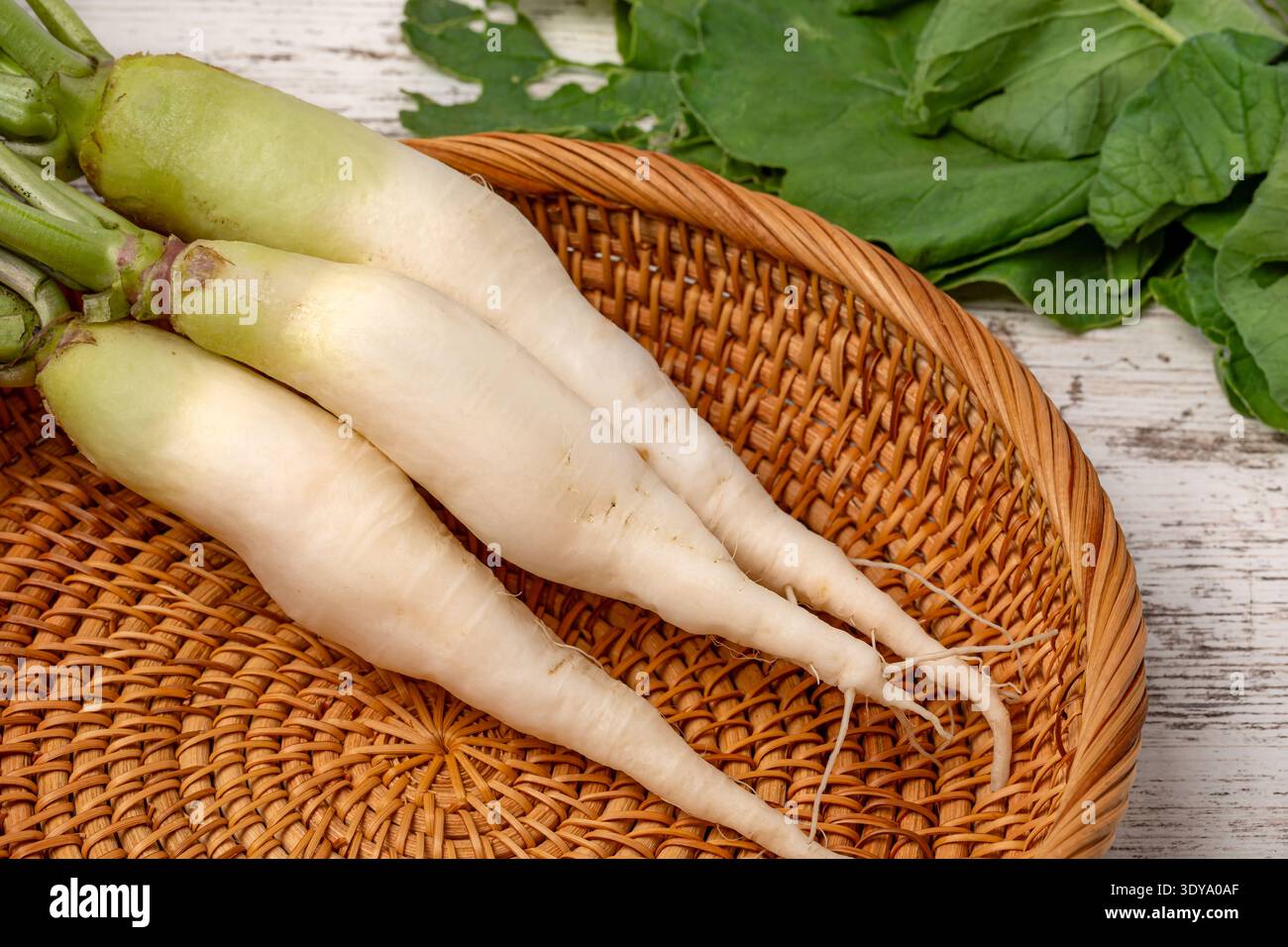 Ravanello bianco lungo fresco raccolto dal giardino. Giardinaggio, verdure biologiche e agricoltura. Foto Stock