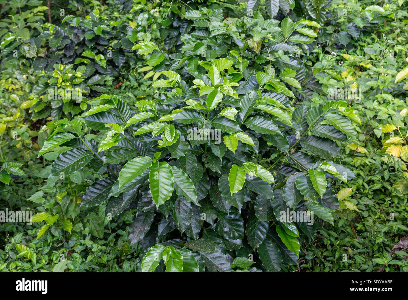 Vista ravvicinata di una pianta di caffè che cresce in un ambiente tropicale, mostrando ampie foglie verdi con venature visibili e consistenza naturale. Foto Stock