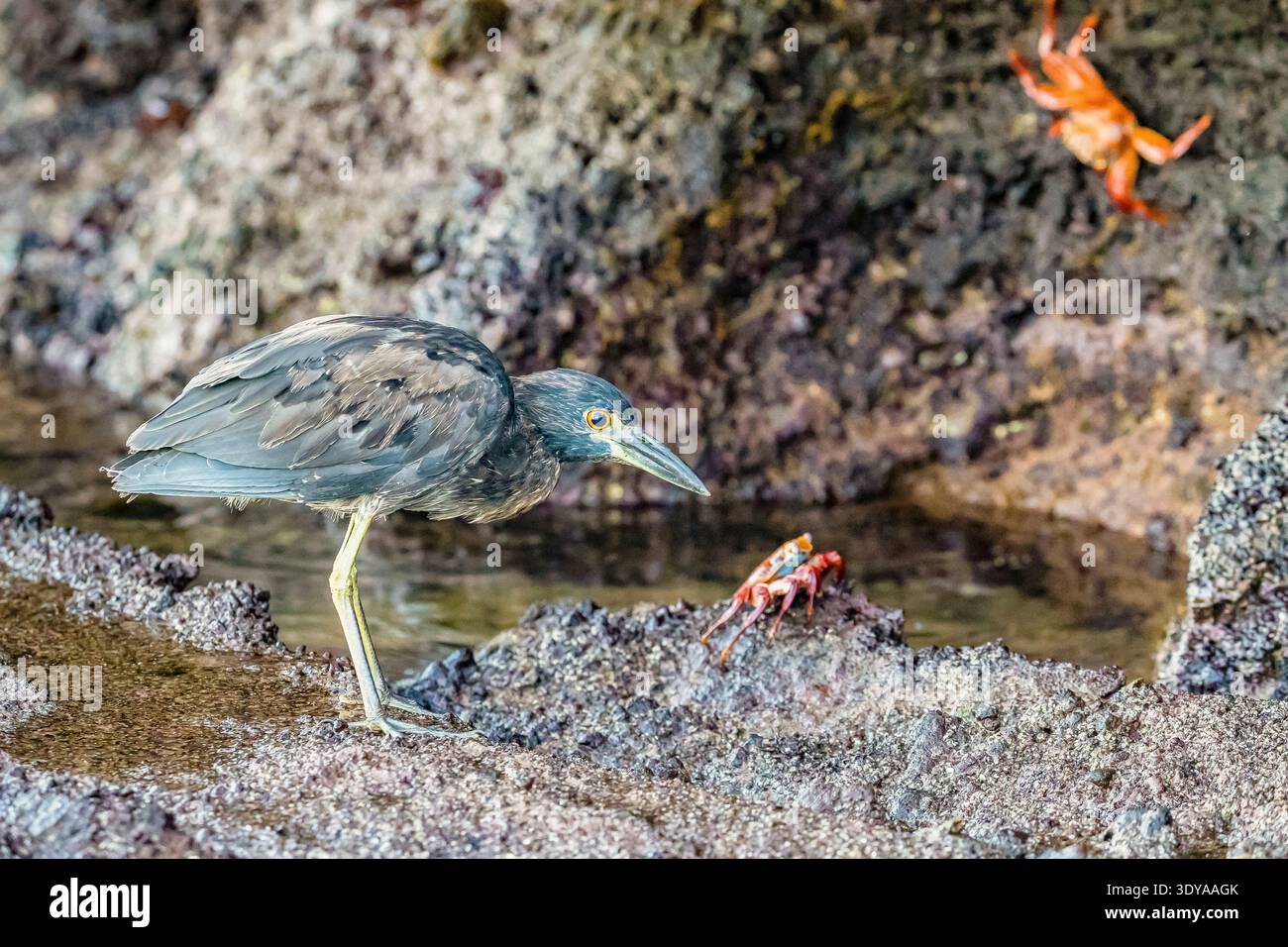 Airone striato, Butorides striata, giovanile, sulla lava, isola Floreana, isole Galapagos, Ecuador, Oceano Pacifico Foto Stock