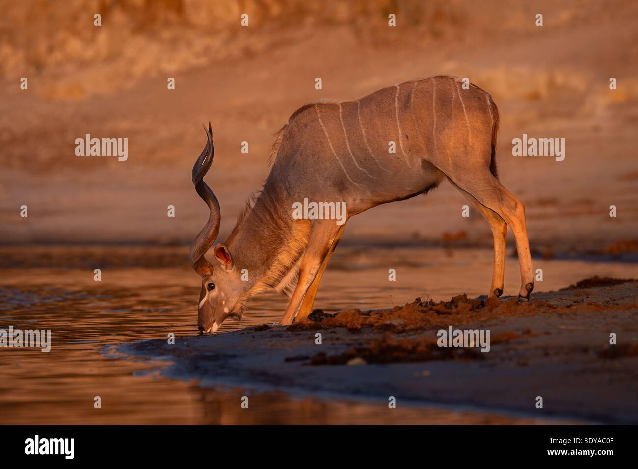 Kudu maggiore maschio con corna a spirale che bevono sul bordo dell'acqua. Catturato nella natura selvaggia al fiume Chobe, Botswana, Africa. Foto di fauna selvatica maestosa. Foto Stock