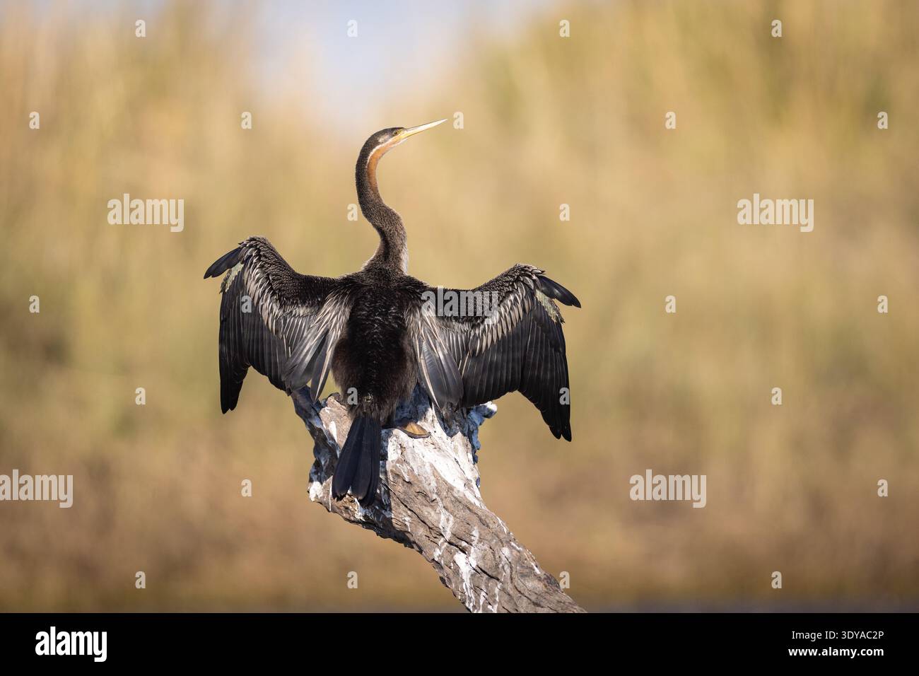 Un Darter africano (Anhinga rufa), arroccato su un ramo con le ali spalmate per asciugarsi al sole. Fotografato sulle rive del fiume Chobe. Foto Stock