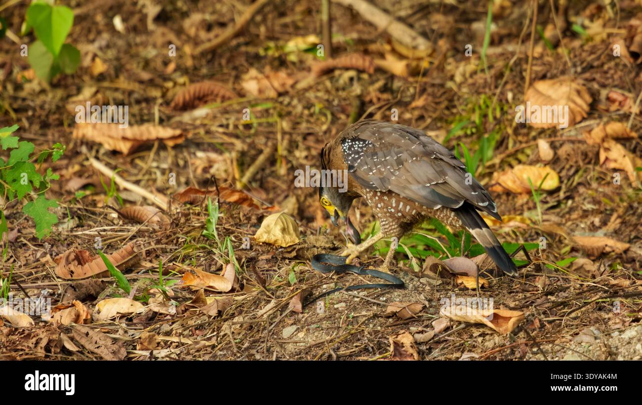Aquila serpente crestata che si nutre su un serpente su una lettiera di foglie sul fondo della foresta nel Borneo, Malesia. Foto Stock