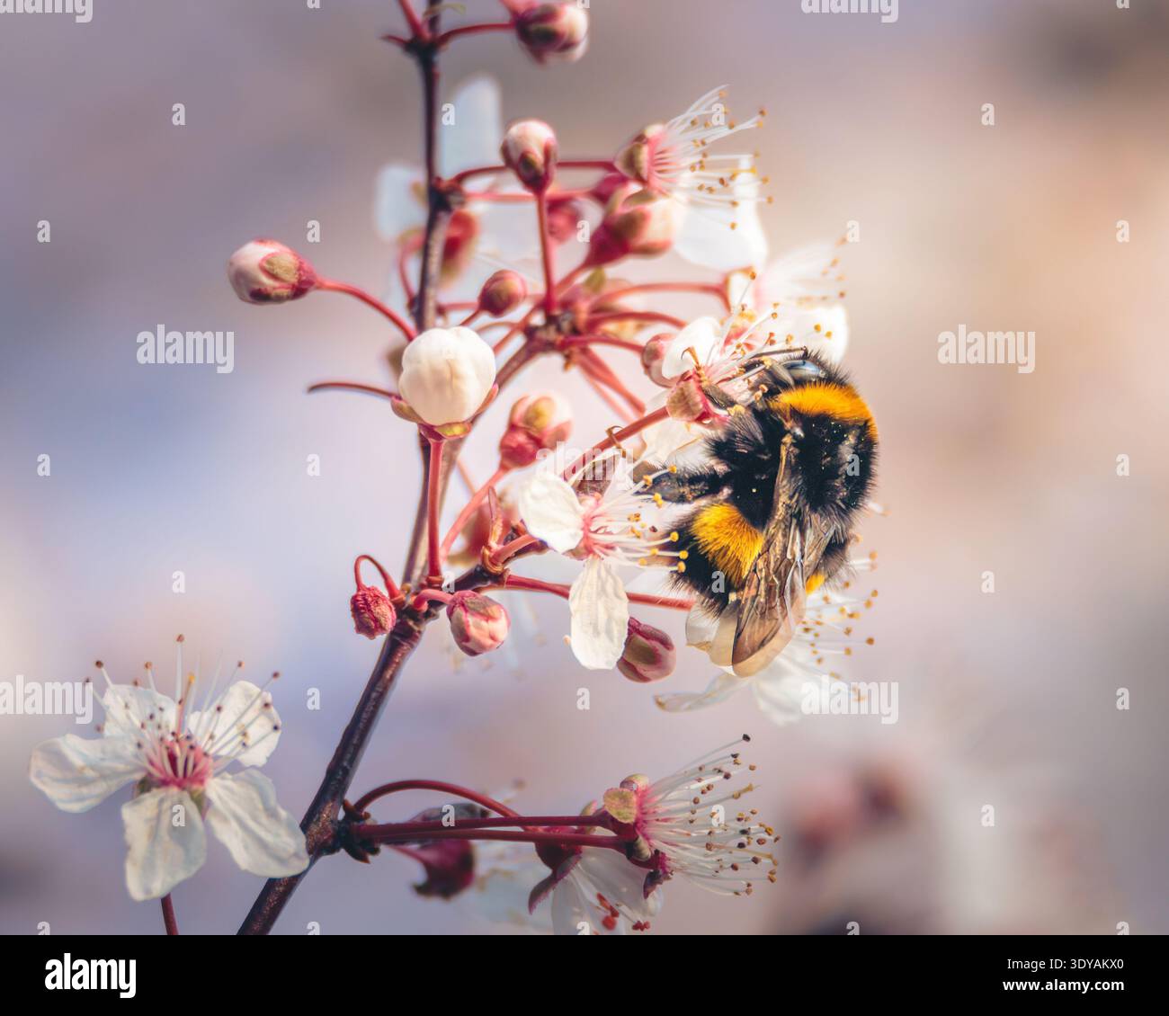 Un Bumblebee (Bombus Terrestris) dalla coda di bue si aggrappa a un delicato fiore di ciliegio bianco, Bulkington, warwickshire, marzo 2026. Foto Stock