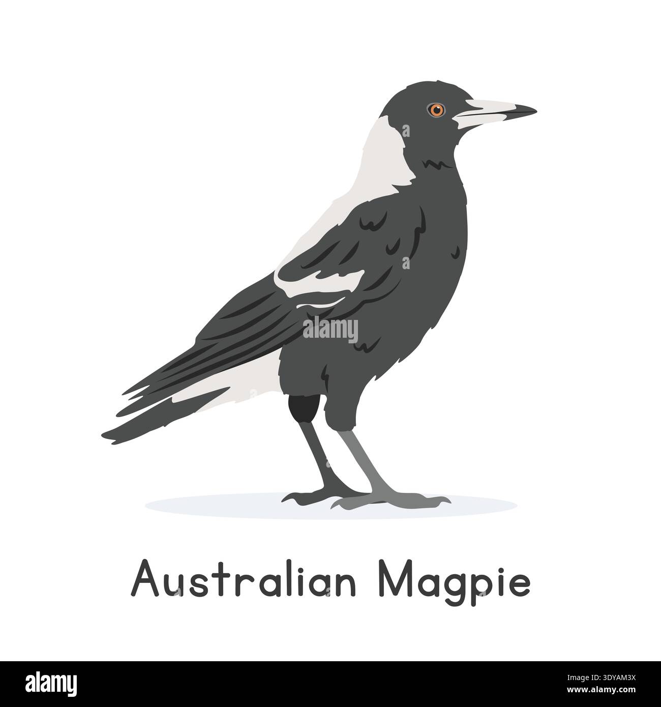 Illustrazione vettoriale magpie australiane, personaggio clipart dei cartoni animati, animale in stile piatto. Animali selvatici, aviari, uccelli. Vettore Magpie australiano Illustrazione Vettoriale