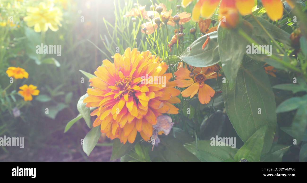 Fiori gialli luminosi fioriscono in un giardino soleggiato in primavera in un ambiente all'aperto pieno di colori vivaci Foto Stock