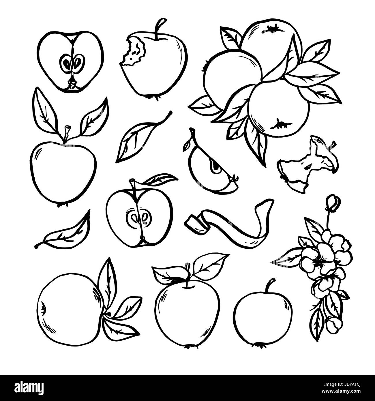 Set di mele vettoriali disegnate a mano. Mele Illustrazione Vettoriale