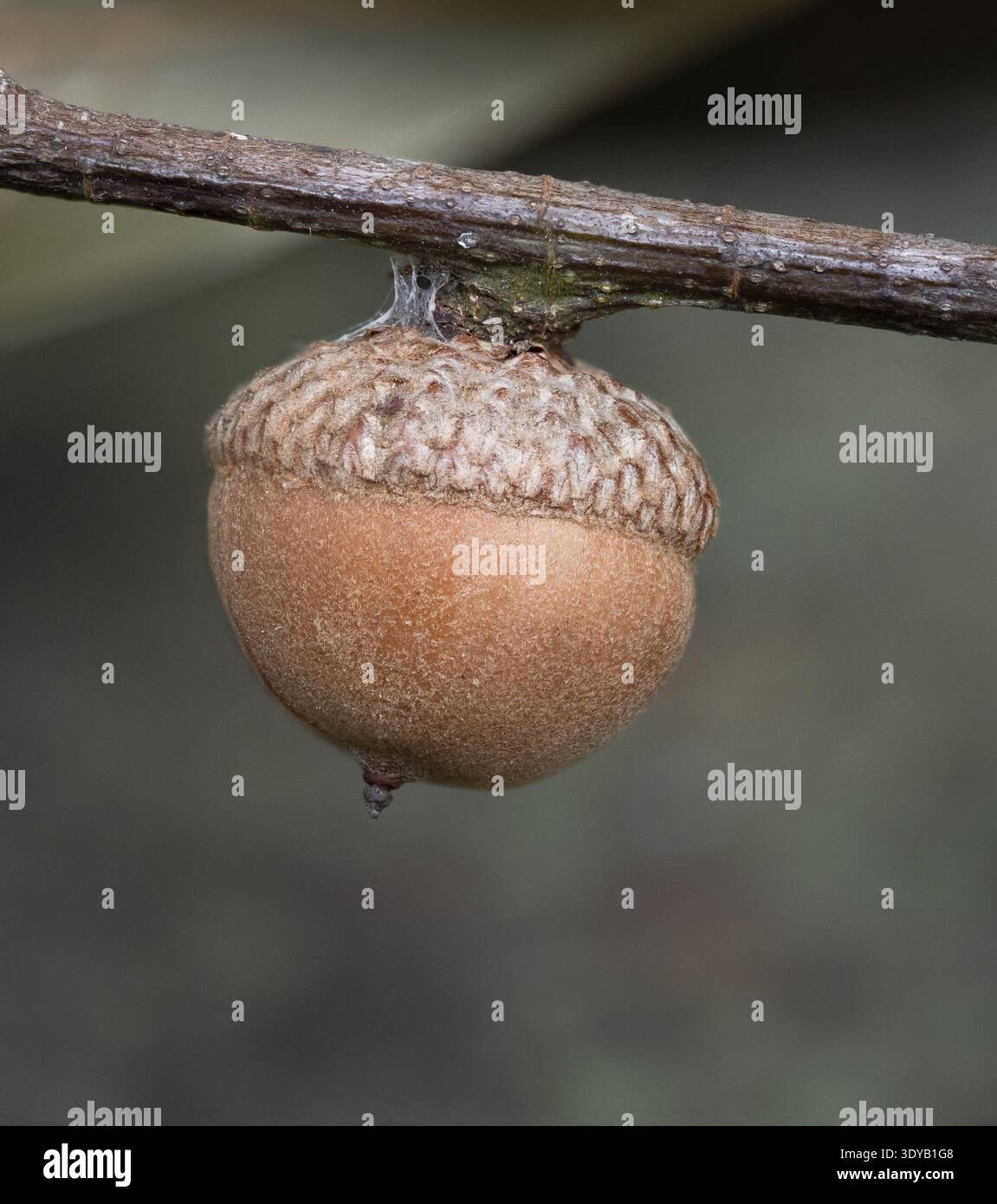 Primo piano di una ghianda chiusa proveniente da un albero di quercia ancora attaccato a un ramo. Fotografato con una profondità di campo bassa in Texas. Foto Stock