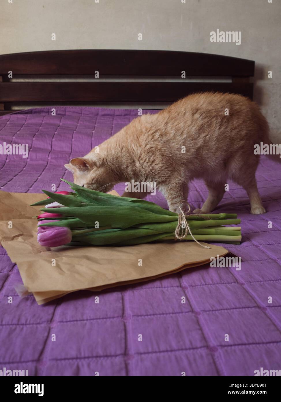 Beige Tabby Cat Sniffing Purple Tulip Bouquet sul letto con coperta viola, verticale Foto Stock