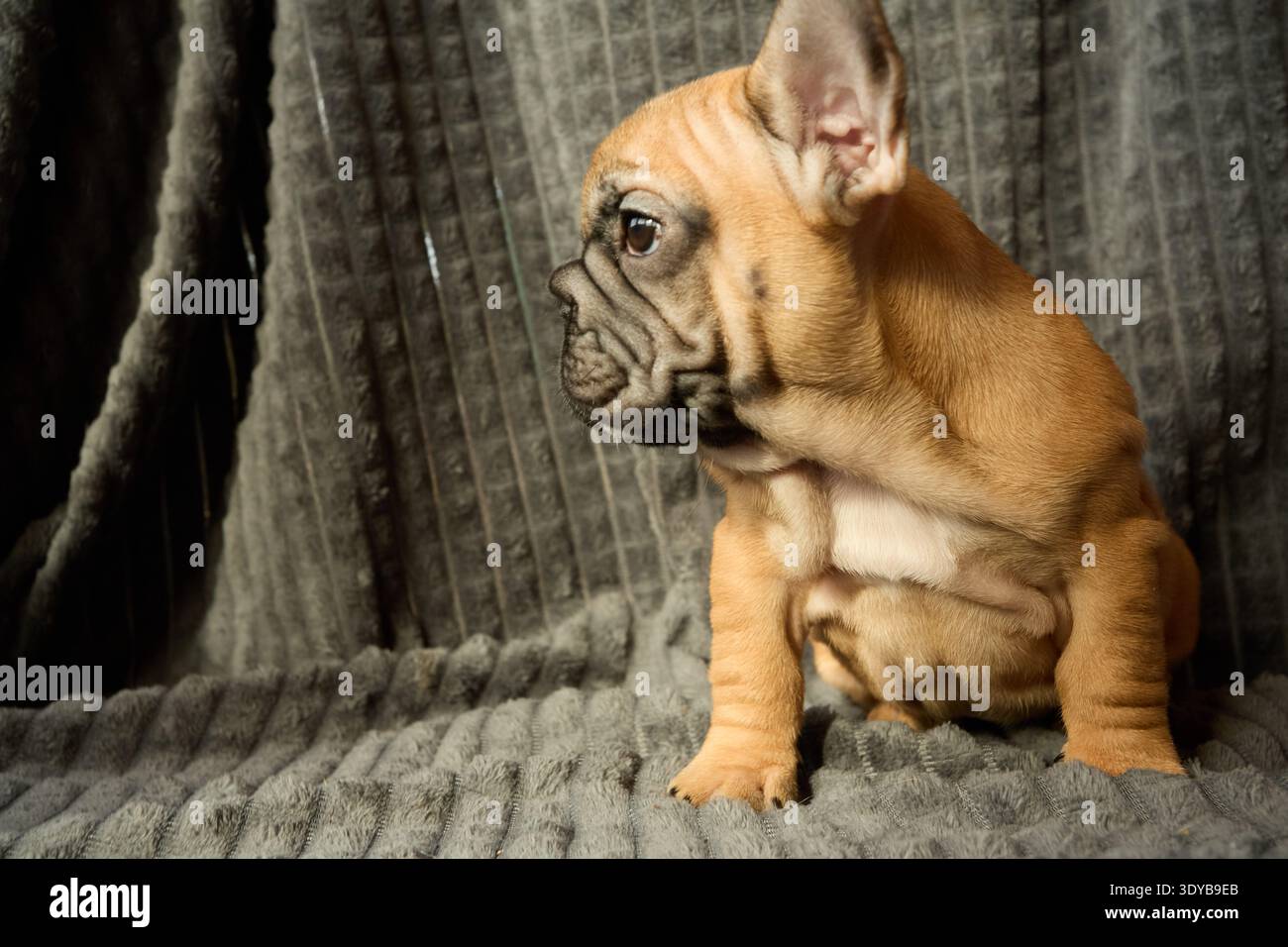 Un ritratto del profilo di un cucciolo Bulldog francese dai capelli rossi. Foto Stock