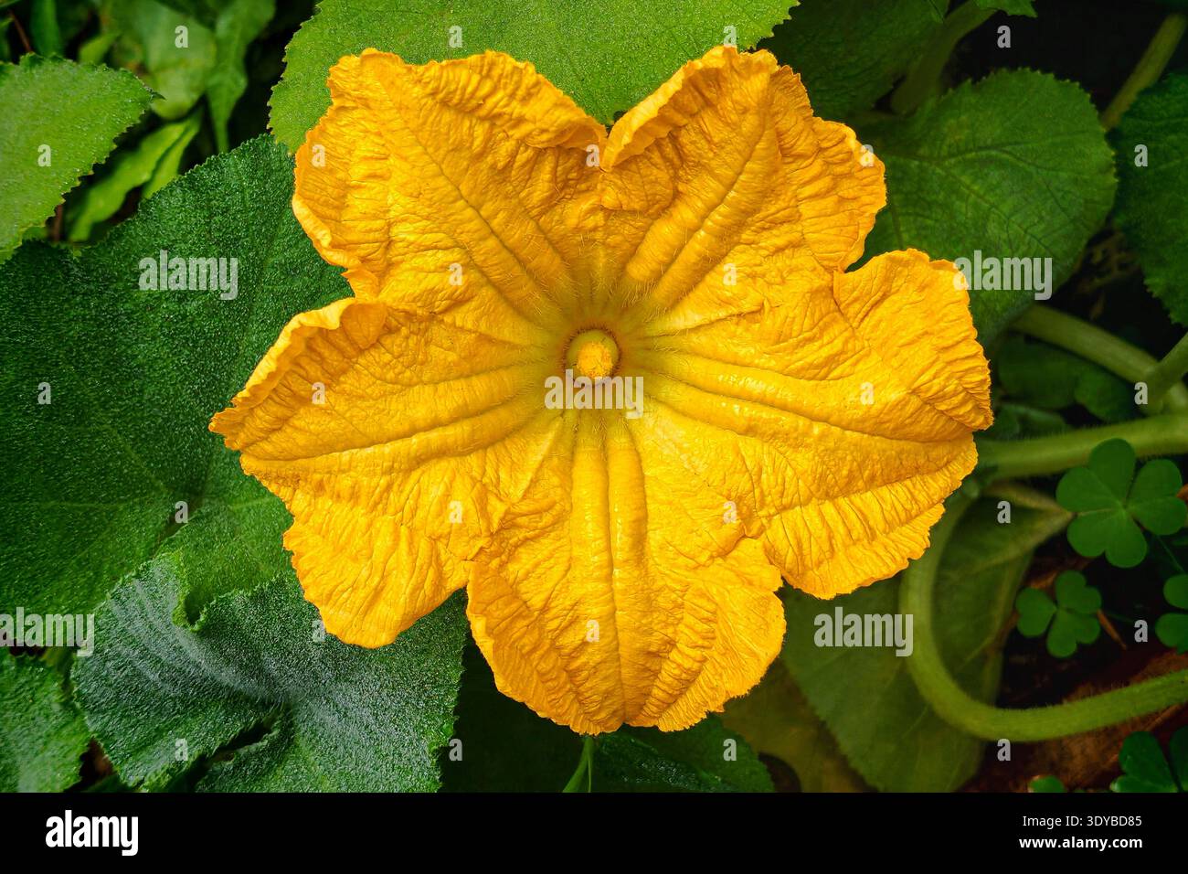 Grande fiore di zucca giallo in giardino Foto Stock