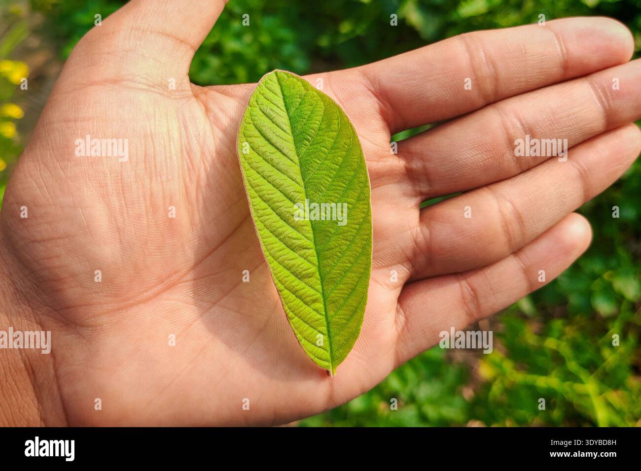 Foglia di guava verde fresca in mano Foto Stock