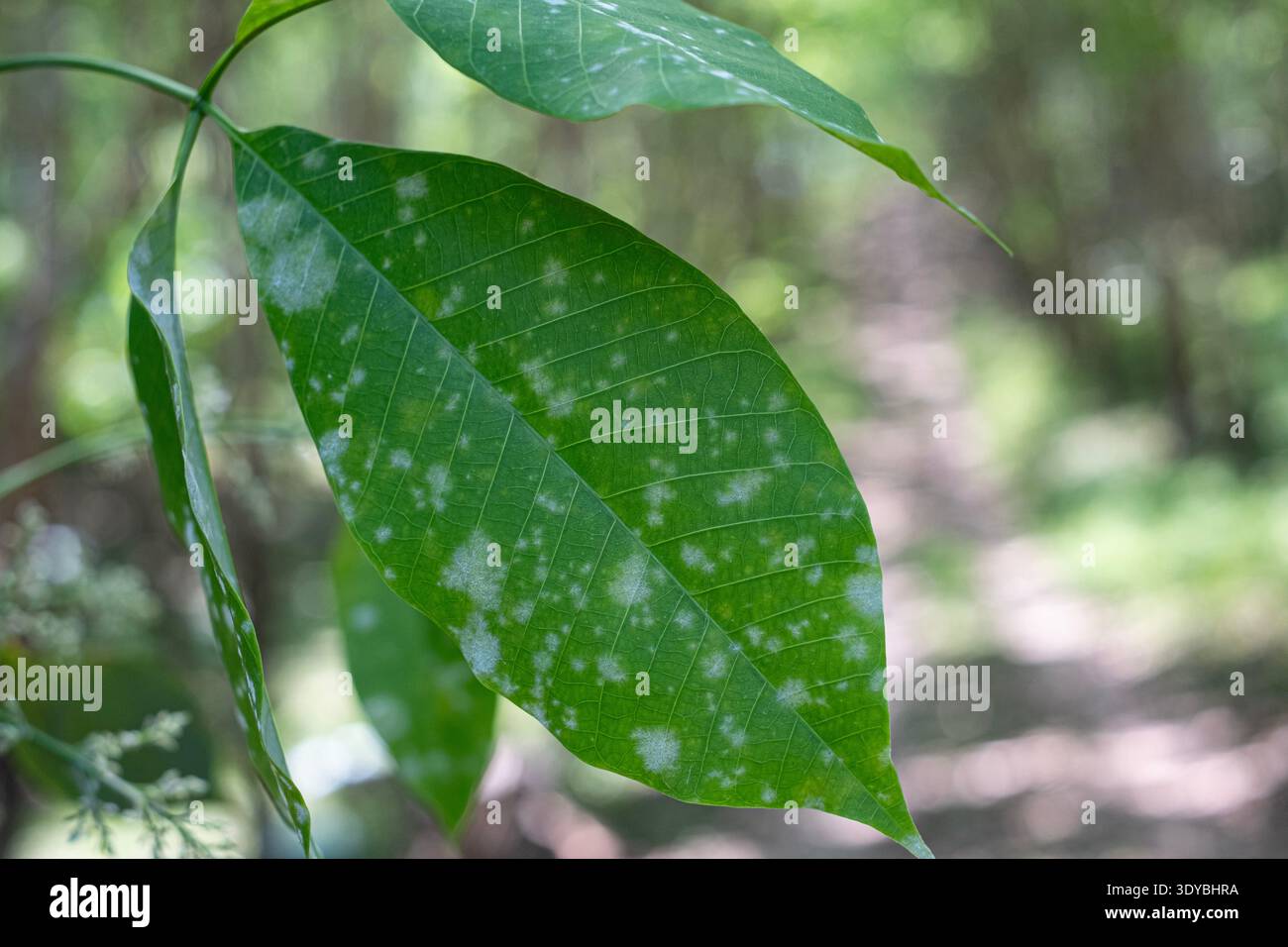 Para gomma foglia di albero in polvere muffa Foto Stock