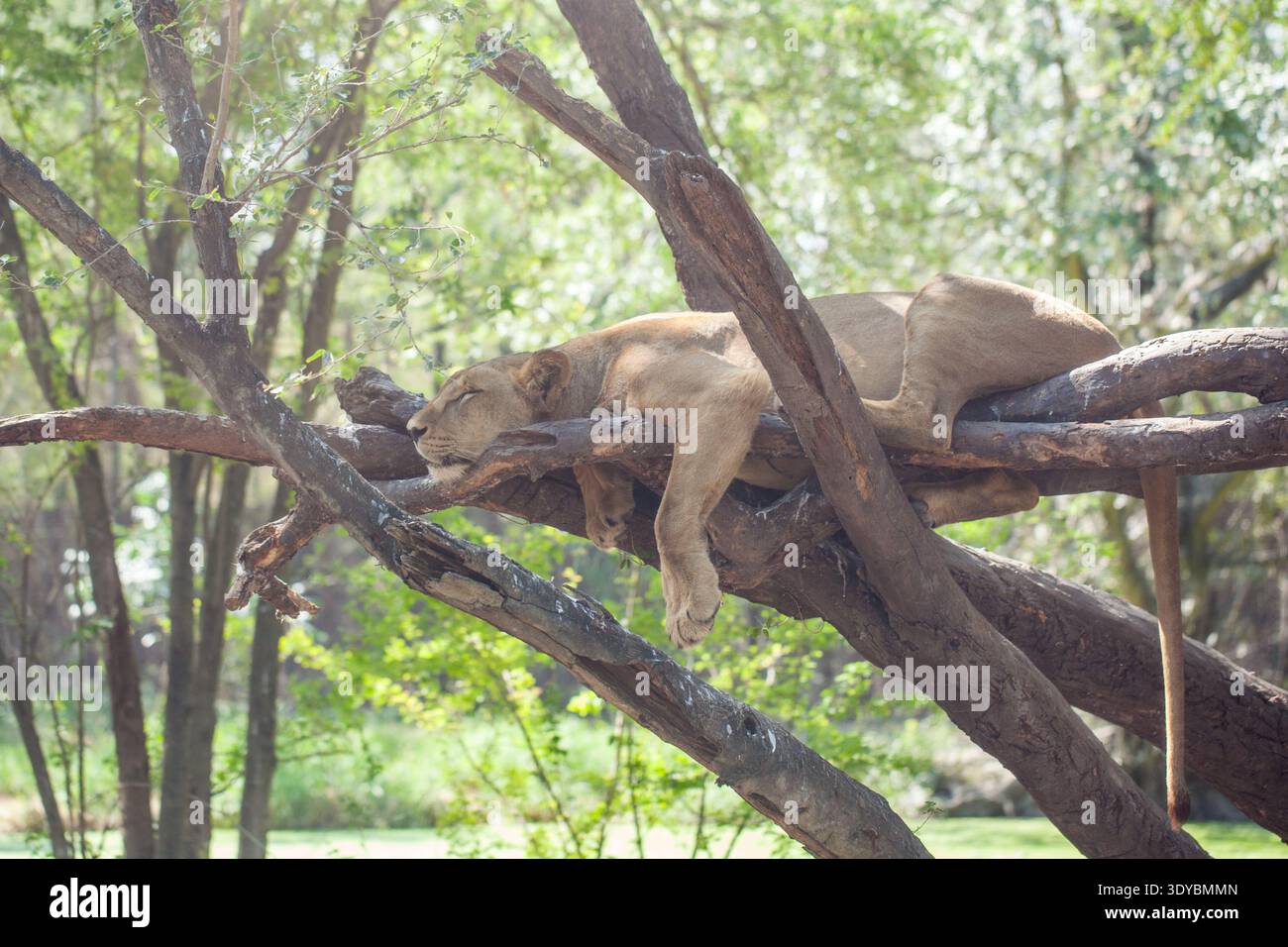 Leonessa che riposa su spessi rami di alberi nella foresta soleggiata, comportamento naturale di Panthera leo in habitat selvaggio. Foto Stock