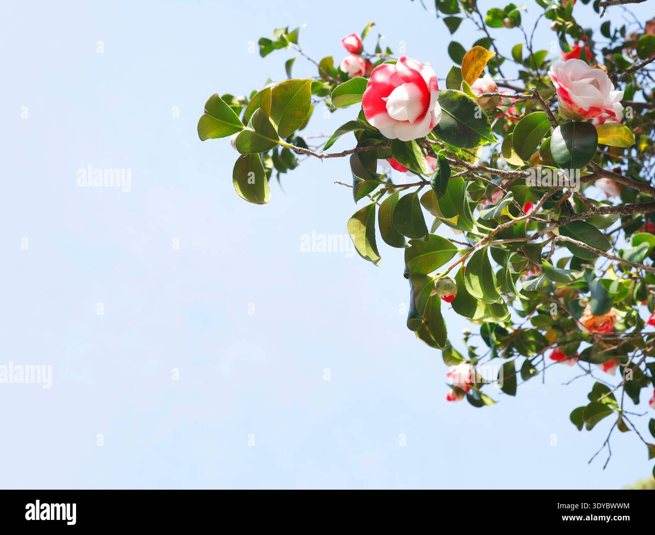 Splendido albero di Camellia japonica in fiore in un giardino primaverile caratterizzato da splendidi fiori rosa e bianchi variegati con strisce cremisi. Questo Foto Stock