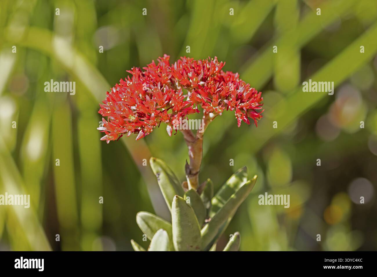 Crassula perforata, giada, fioritura, Kirstenbosch Botanic Garden, città del Capo, Sudafrica Foto Stock
