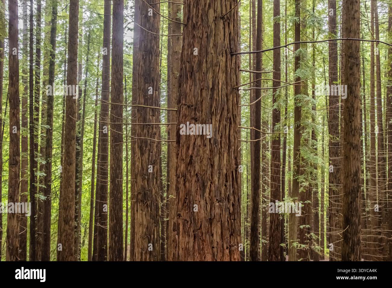 Tronchi giganti di sequoia nella foresta di Monte Cabezon in Spagna Foto Stock