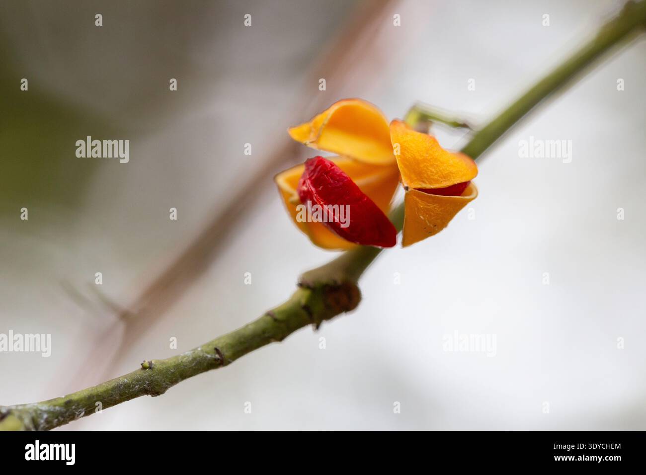 Primo piano dei fiori gialli della corteccia di betulla. Euonymus myrianthus Hemsl. Wilsoni su una diramazione. Foto Stock