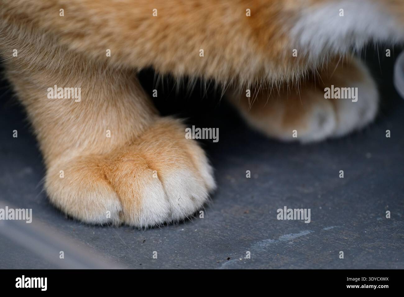 Primo piano della zampa di gatto dello zenzero Foto Stock