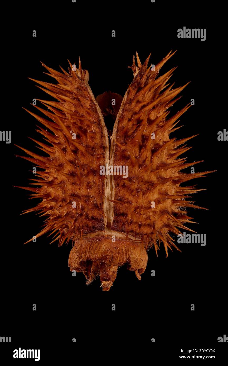 Mela della spina (Datura stramonium). Primo piano sulla frutta Foto Stock