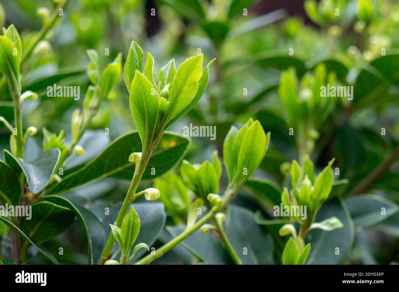 Foglie verdi fresche che germogliano su un arbusto da giardino Foto Stock